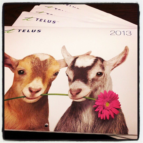 free-2013-telus-calendar